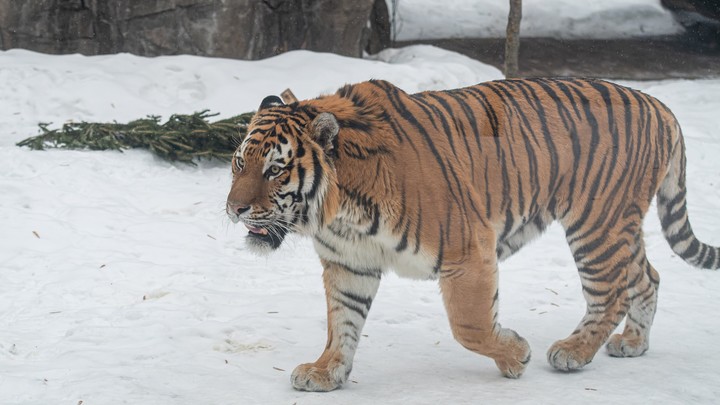 В Приморье нашли расчлененный труп краснокнижного амурского тигра