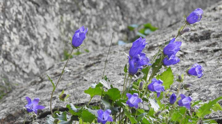 Неизвестный цветок нашли на склоне хребта Аибга в нацпарке Сочи