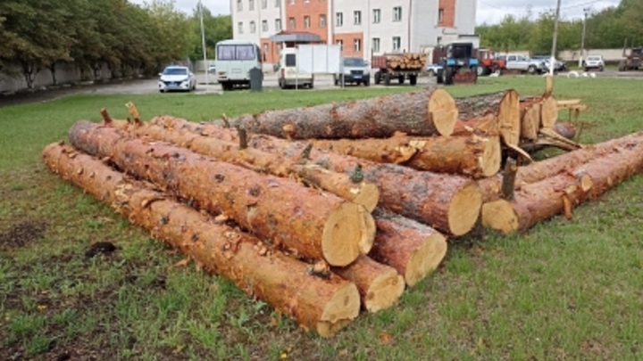 В Гусь-Хрустальном районе «черный лесоруб» вырубил 40 кубометров деревьев