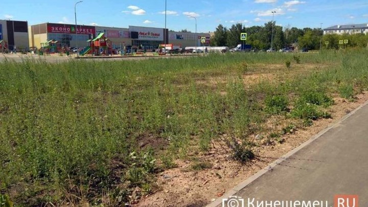 В Кинешме на улице 50-летия Комсомола посадят новую липовую рощу