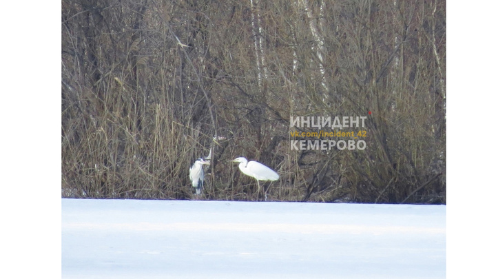 В Кемерово прилетели цапли, а в луже поселились утки
