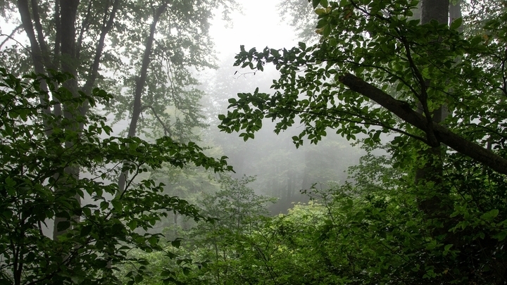 В Краснодарском крае из-за пожаров запретили ходить в лес