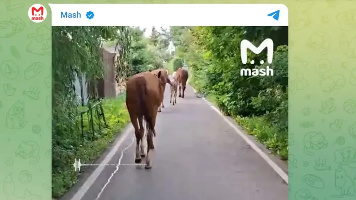 В Новой Москве табун лошадей захватил территорию ЖК