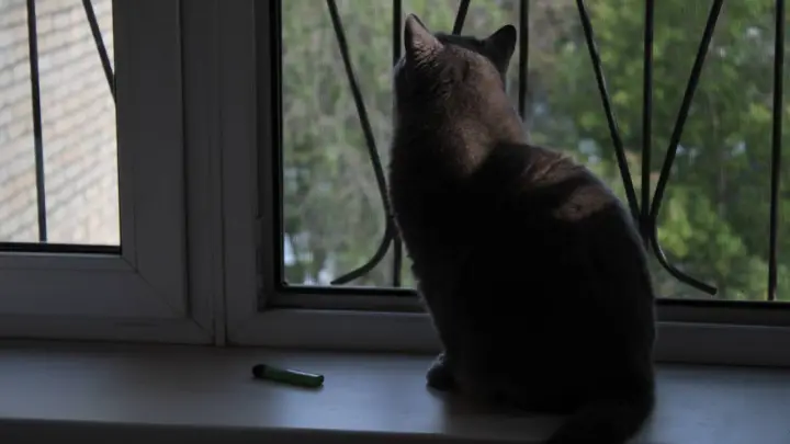 Что происходит с душой животного после смерти