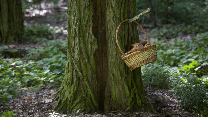 Ядовитый бульончик: Врач предупредил, какие грибы совсем не годятся для супа