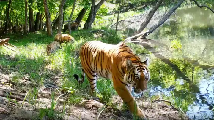 Тигрица и три тигрёнка попали в фотоловушку нацпарка Земля леопарда