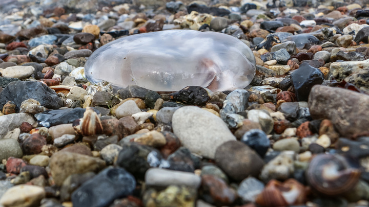 Это просто ад: В Instagram показали нашествие медуз у берегов Азовского моря