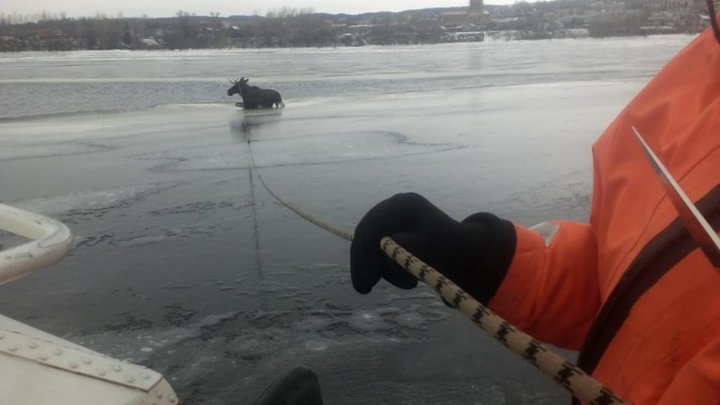 В Прикамье лось утонул, пытаясь переплыть широкую реку