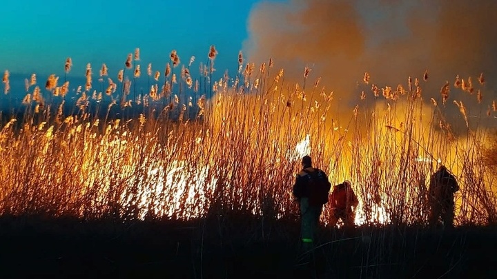 Ландшафтный пожар, устроенный двумя негодяями под Ростовом, обернулся массовой гибелью животных