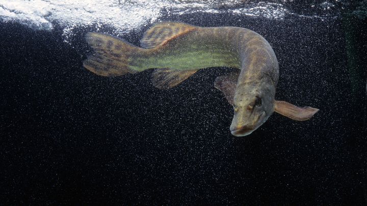 Щука-оборотень и технологии захвата движений - первый трейлер фэнтези-фильма По щучьему велению