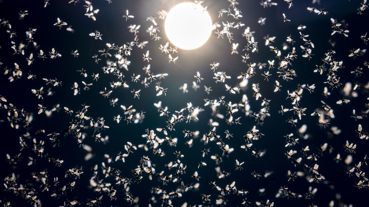 Головная боль, температура и паралич: Опасное насекомое может атаковать Россию уже осенью