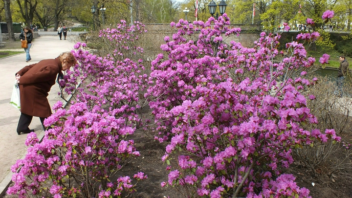 Погода в Краснодарском крае на 13-15 мая: В регионе ожидается потепление до +33