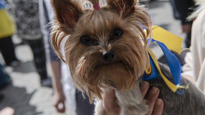 Польский профессор обрушил надежды Киева на Берлин: Это не предательство