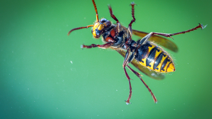 Как спастись от агрессивных ос: Биолог рассказал об идеальной ловушке