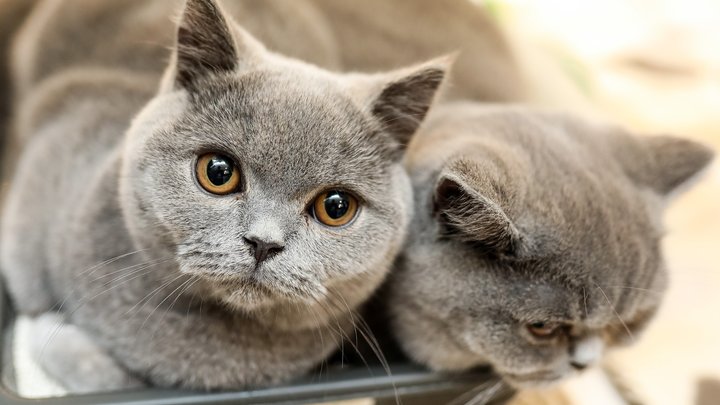 Атомные котята: Британцев пугают радиоактивными питомцами. И это не шутка