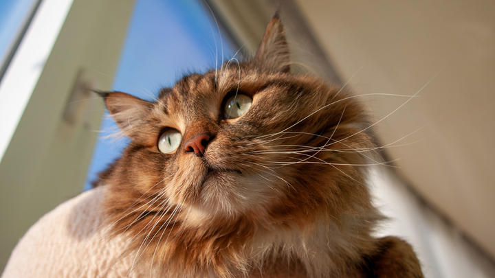 Ефимов день 24 марта: обидишь кошку - жди беды