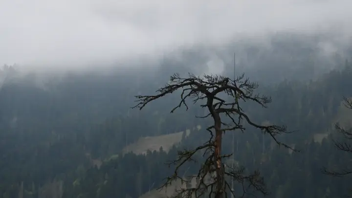 Лиза Алерт: пропавшие под Красноярском Усольцевы были в критической ситуации