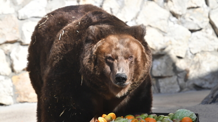 Уникальная находка: В Якутии обнаружили в мерзлоте медведицу возрастом 3500 лет