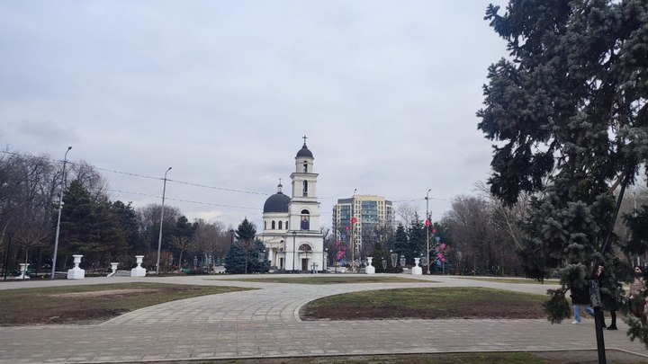 Опасные насекомые заполонили кишиневские парки