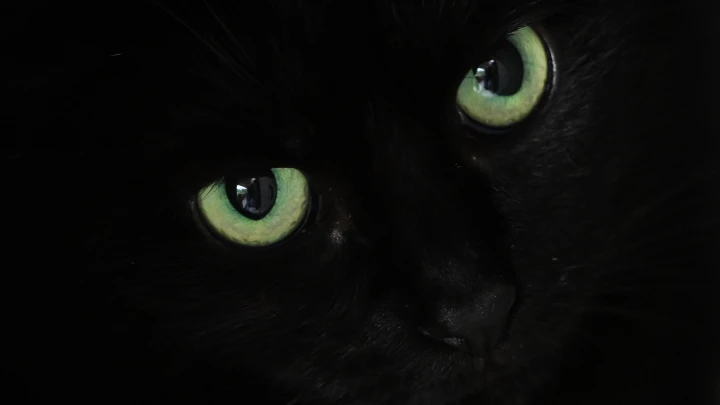 В Россию из Турции – в трюме корабля: кот-путешественник нашёл дом в Краснодаре