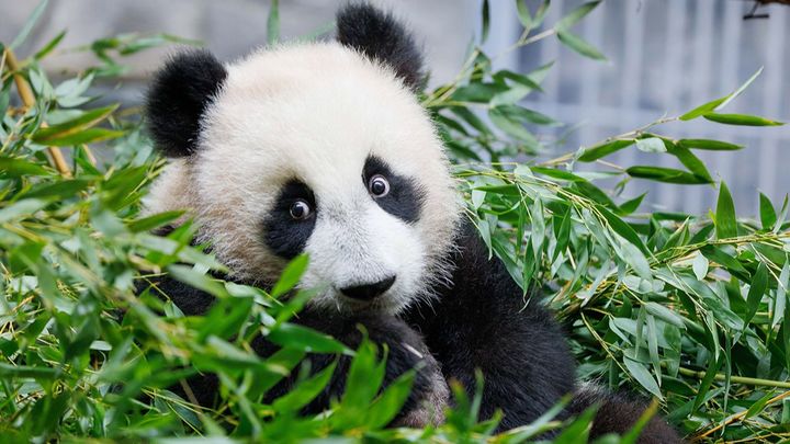 С 8 марта панду Катюшу сможет увидеть в зоопарке любой желающий - Сергей Собянин
