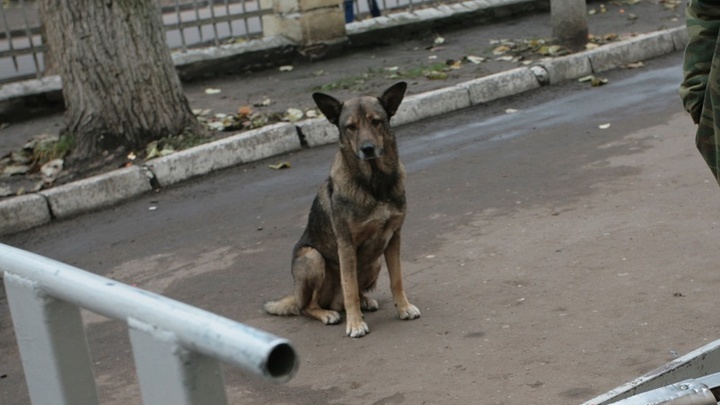 Бобики совсем озверели: В Ростовской области от укусов собак пострадали пять тысяч человек