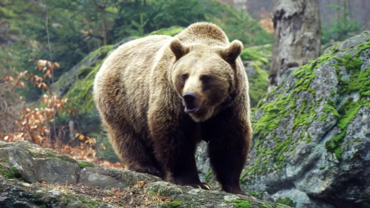 В Прибайкальском нацпарке закрыли Большую Байкальскую тропу после визита медведя в палаточный лагерь