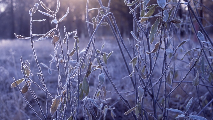 В Краснодарском крае прогнозируют первые заморозки