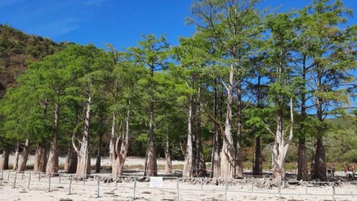 На Кипарисовом озере в Анапе благодаря засухе прижилась молодая поросль