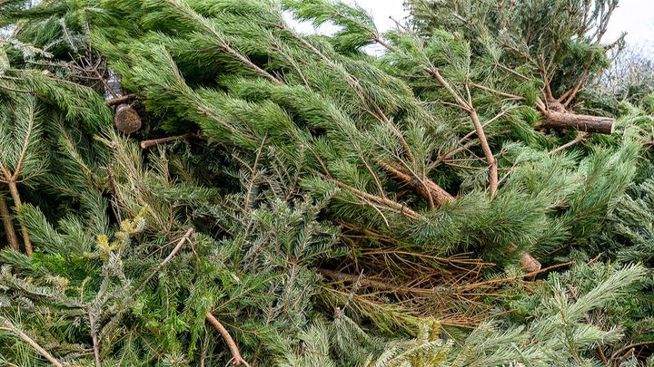 Москвичи сдали на переработку около 38 тысяч елей и сосен