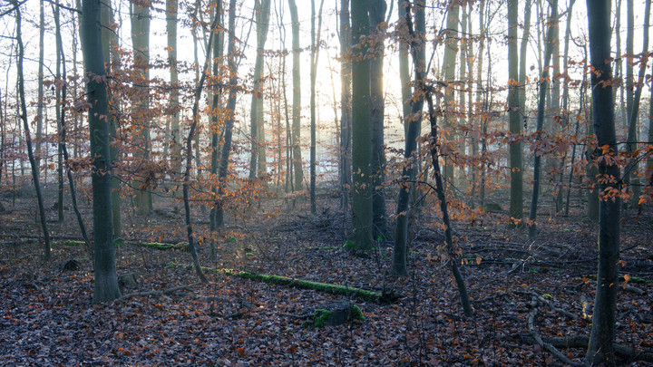 В лесу Новороссийска нашли повешенную мумию