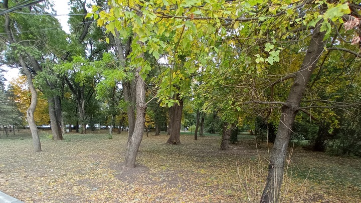 В двух парках Ростова введён карантин из-за расплодившихся клопов