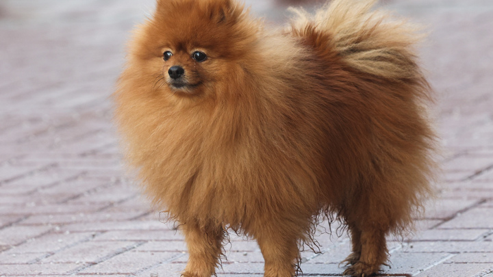 На кладбище рядом с хозяином похоронили собаку