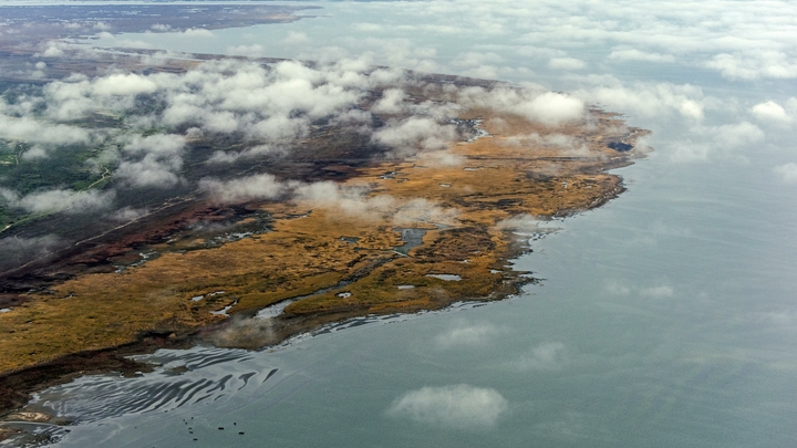 Каспийское море станет прудом: Нерпа, белуга и ещё десятки видов животных под угрозой
