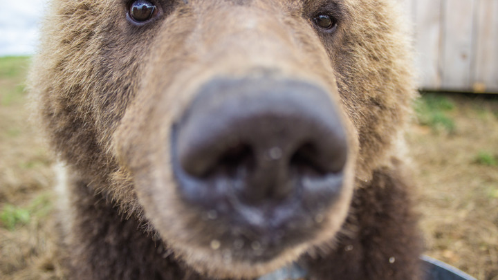 Медведь-ниндзя показал класс с нунчаками: Видео становится вирусным