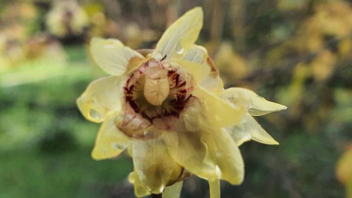 Его запах превосходит духи Chanel: в сочинском парке Южные культуры расцвёл ледяной цветок