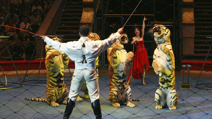 Из-за коронавируса цирк Полины Запашной уже полгода находится в Краснодарском крае