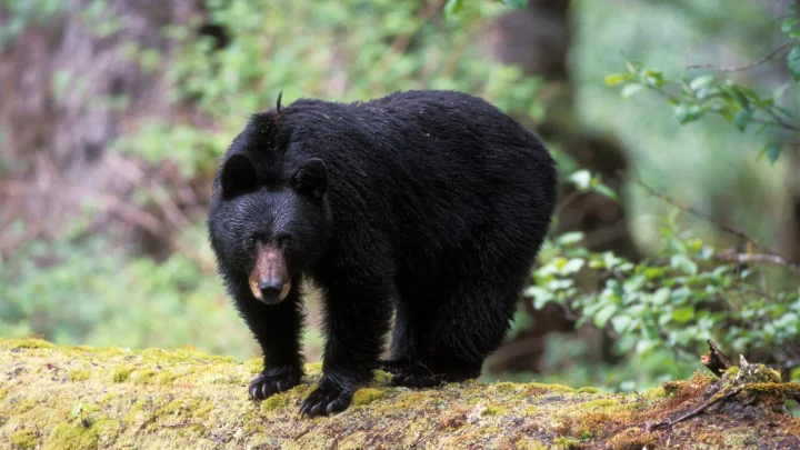 Медведь едва не упал в обморок: Мужчина защитил семью от хищника необычным способом