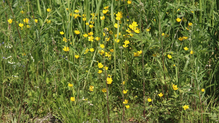 Около пяти тысяч ростовчан пострадали от укусов клещей