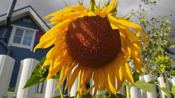 С понижением температур на Кубани прекратилась засуха