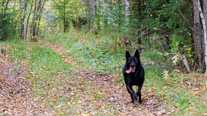 В Армавире овчарка искусала 9-летнего ребёнка