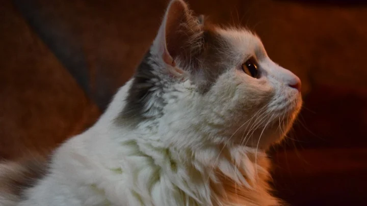 В России могут ввести ограничение по числу питомцев в квартирах