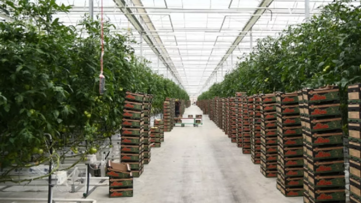 С начала года в Краснодаре собрали более 5 тыс. тонн тепличных огурцов и томатов