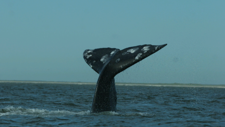 Русский кит-шпион вызвал печаль у шведов: Худеет