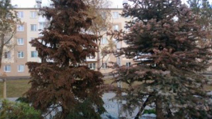 В парке на месте ТЦ «Зимняя вишня» желтеют и умирают деревья
