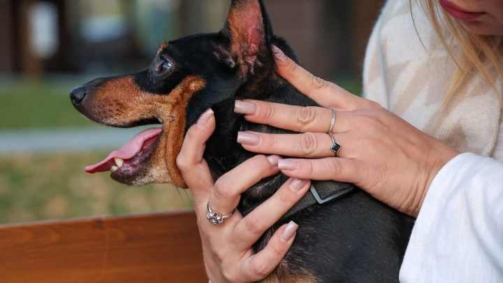 Сделано в Москве для питомцев: что выбрать на радость хвостатому другу