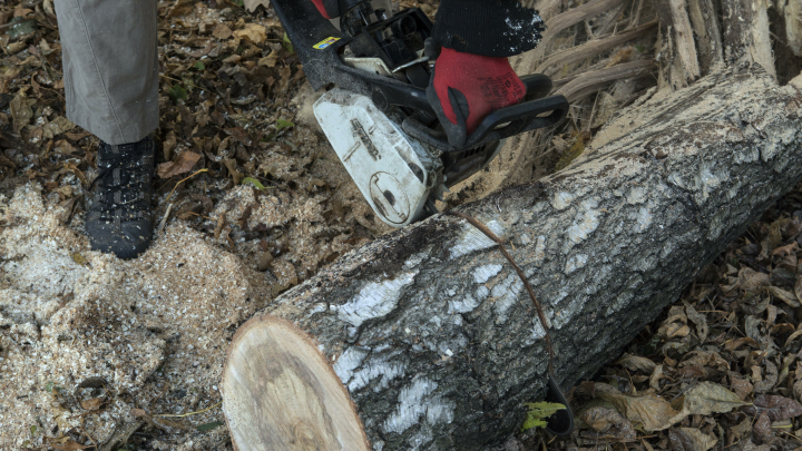 Фееричная перемога Украины: Мэр Львова победил 70 деревьев