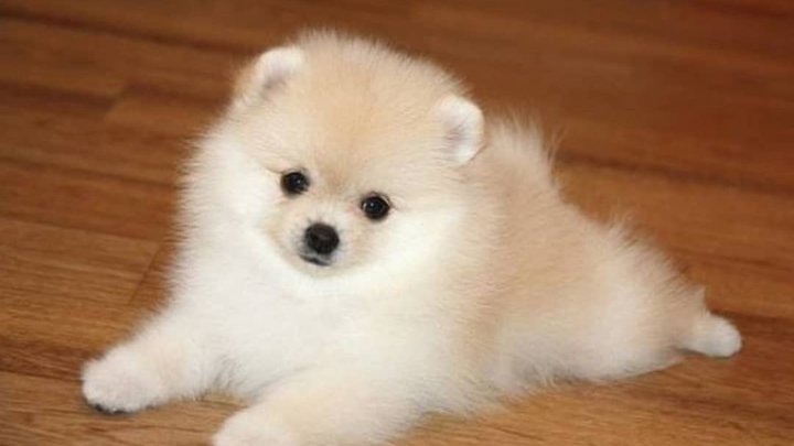 Стало известно, кто будет защищать в русском суде кошек и собак