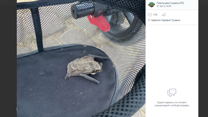 В Суздале летучая мышь заснула в детском велосипеде