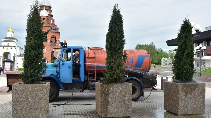 Туи с Театральной площади Владимира исчезли из-за варварского поведения горожан